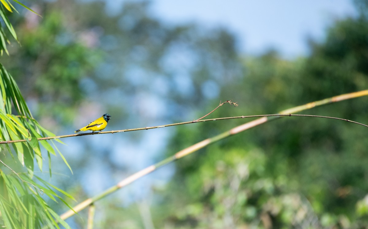 Black-headed Bulbul - ML646667026