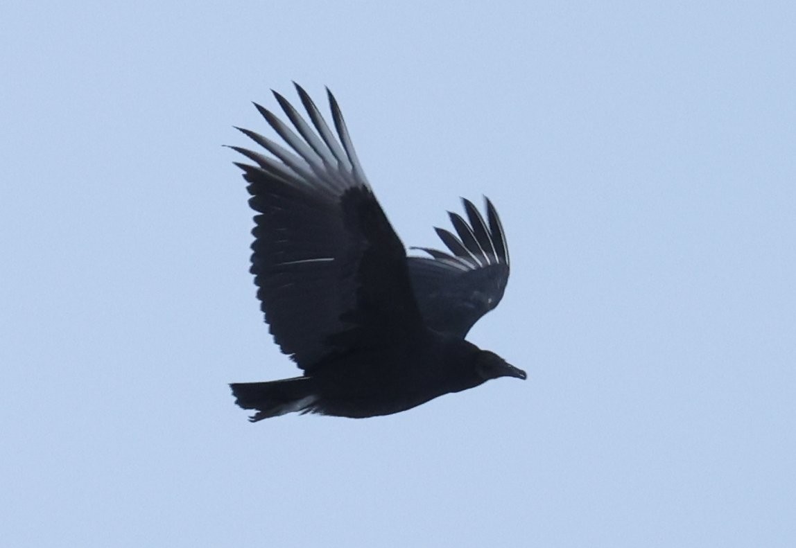 Black Vulture - ML646667027