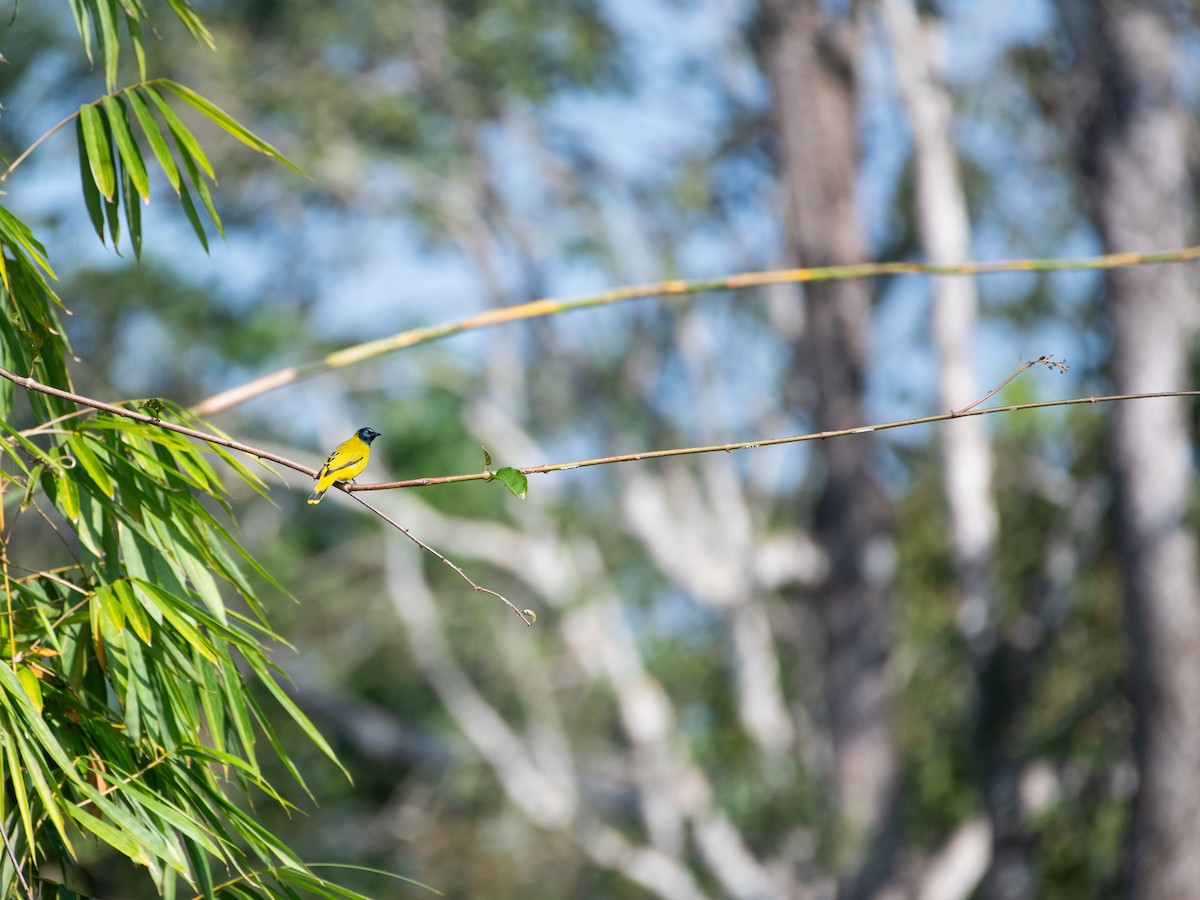 Black-headed Bulbul - ML646667028