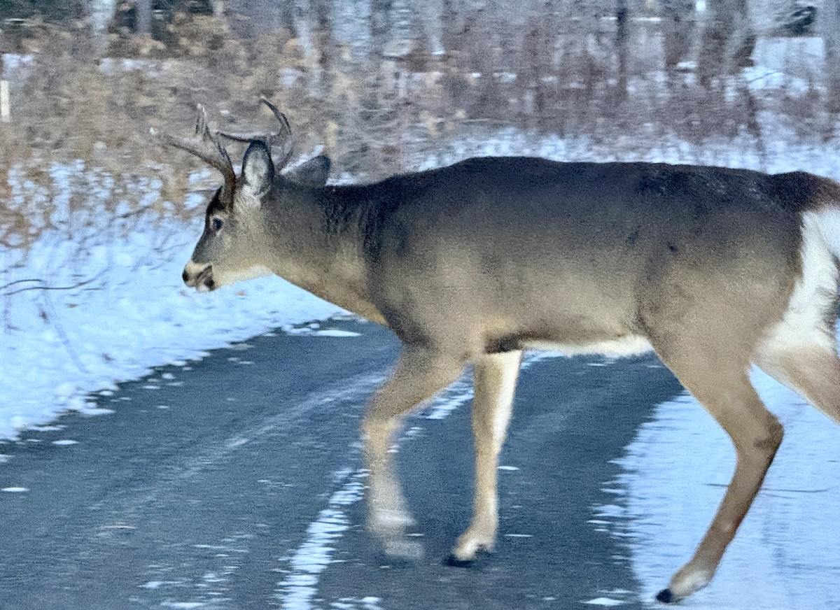 White-tailed Deer - ML646667030