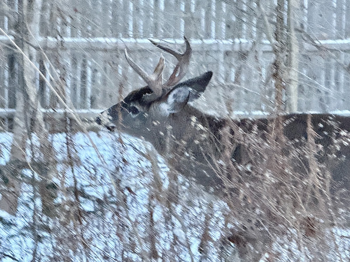 White-tailed Deer - ML646667031