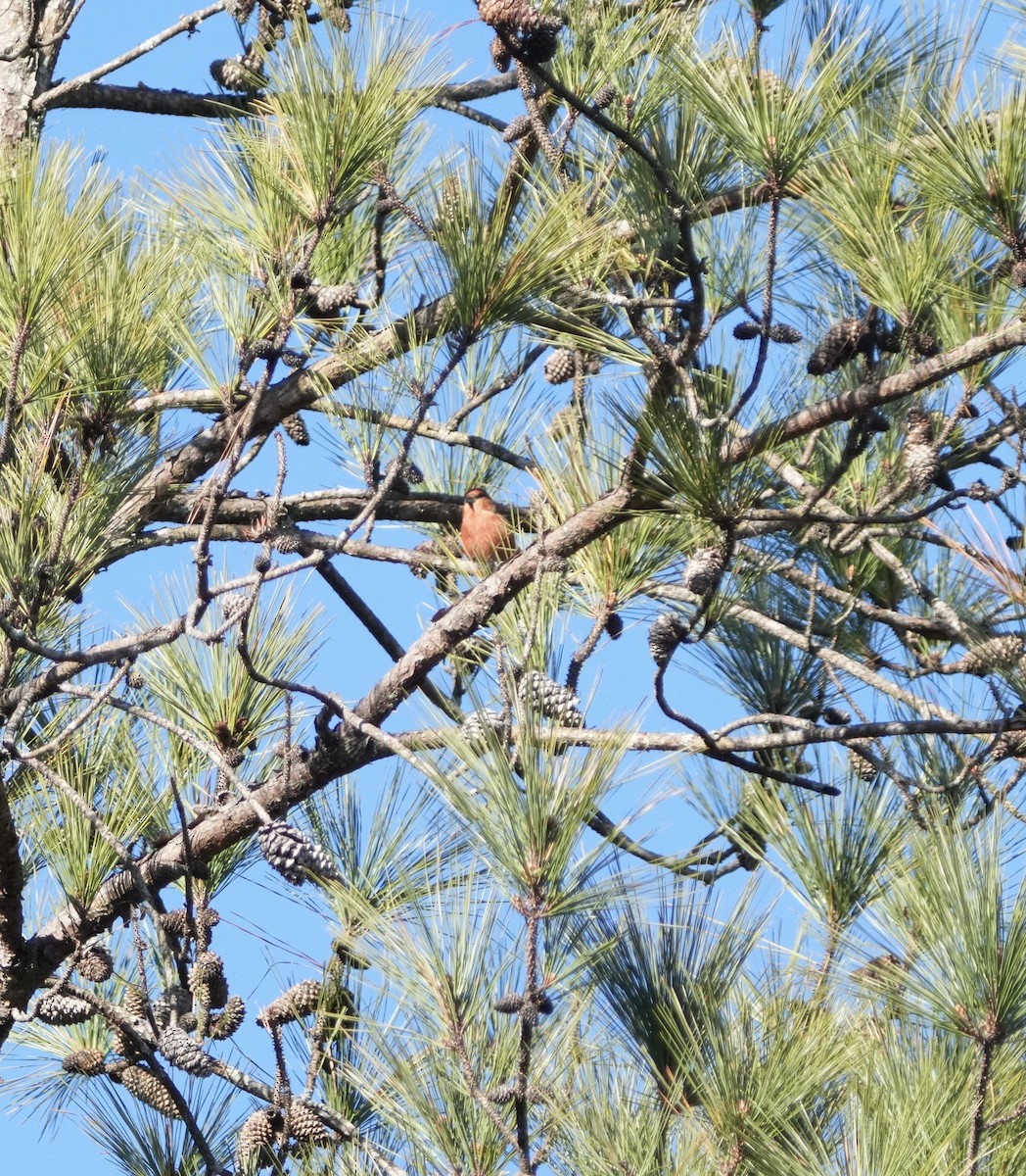 Red Crossbill - ML646667032