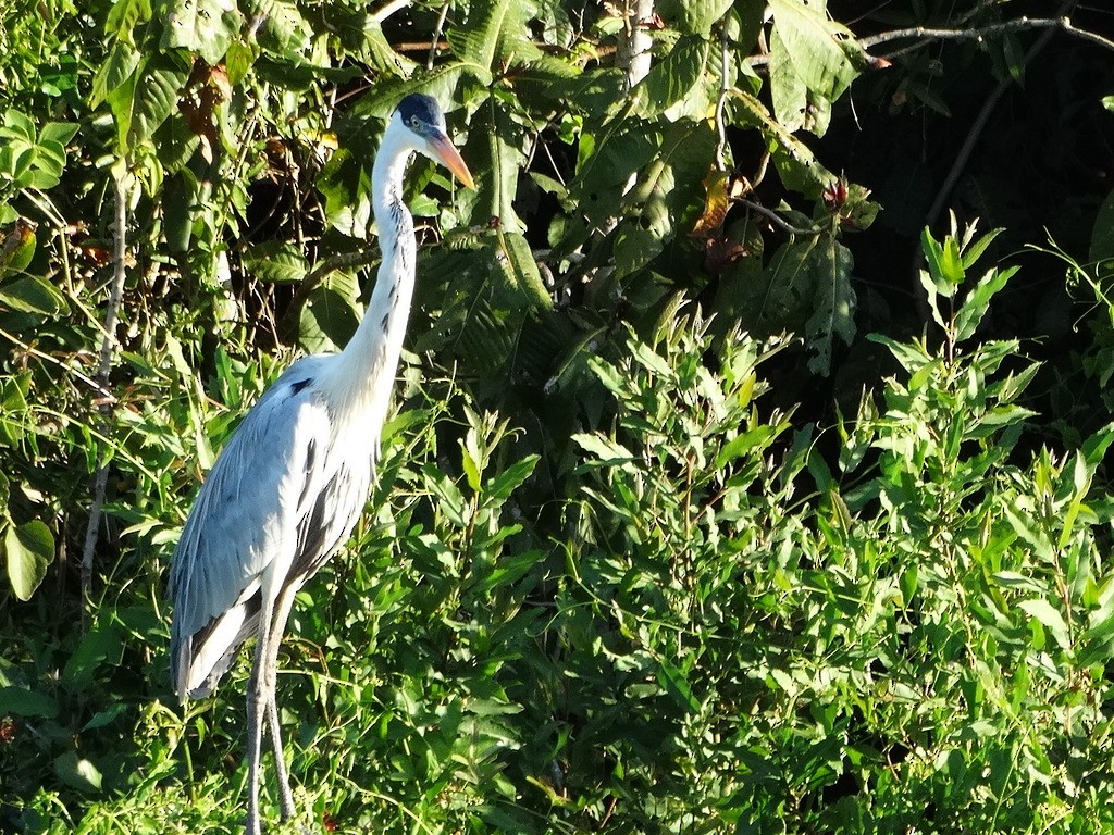 Cocoi Heron - ML646667034