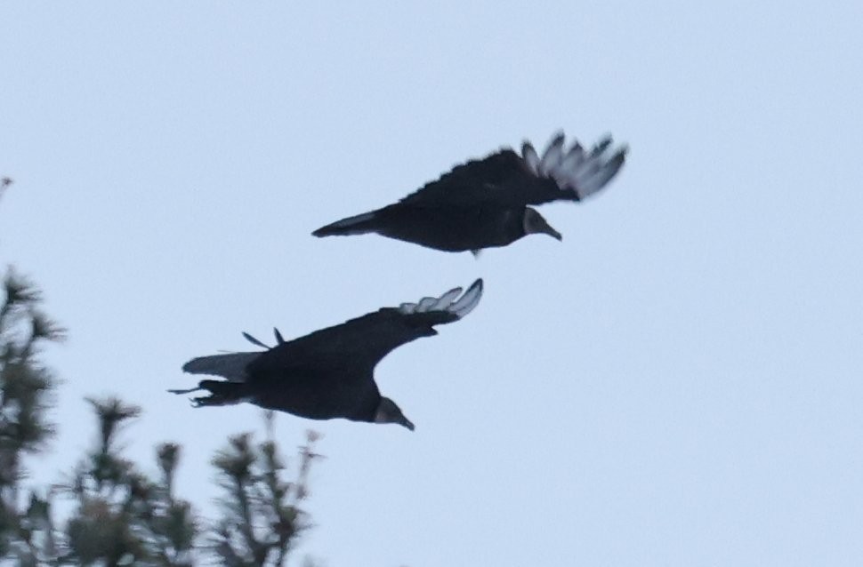 Black Vulture - ML646667035