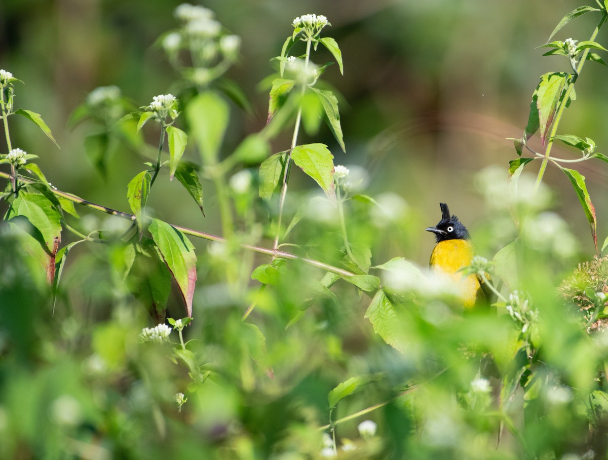 Black-crested Bulbul - ML646667036