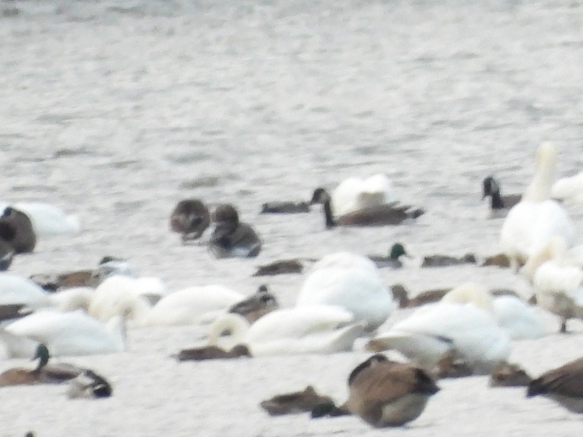 Greater White-fronted Goose - ML646667039