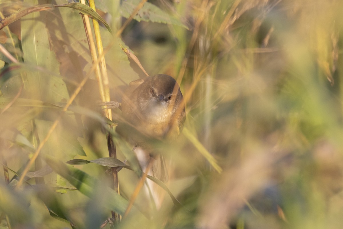 קנית אפריקנית - ML646667040