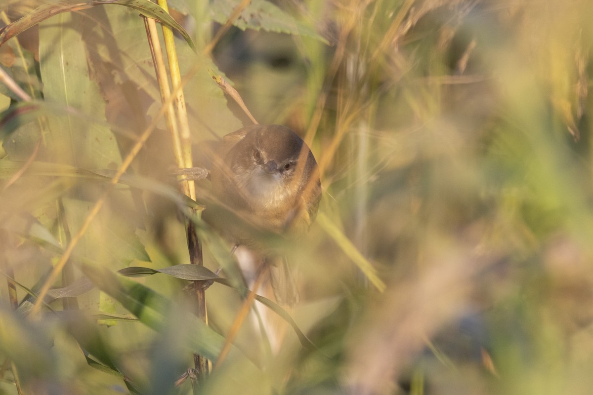 קנית אפריקנית - ML646667041