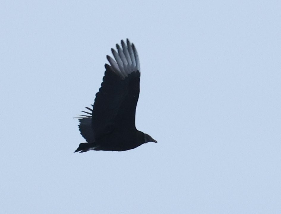 Black Vulture - ML646667042