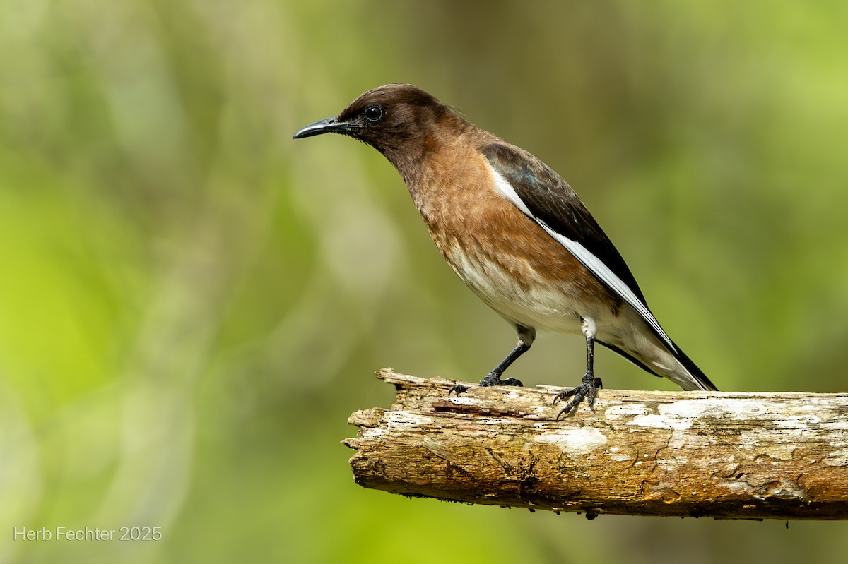 Estornino Malgache - ML646667044