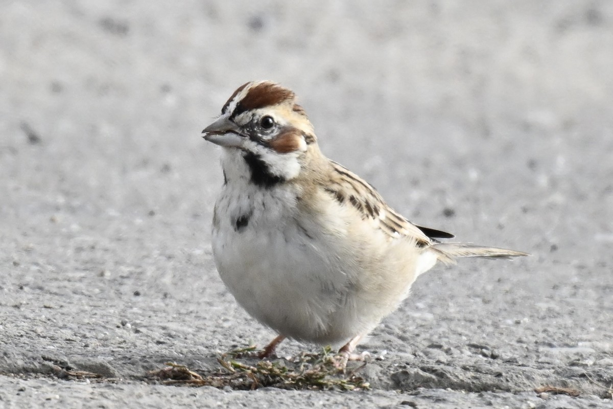 Rainammer - ML646667045