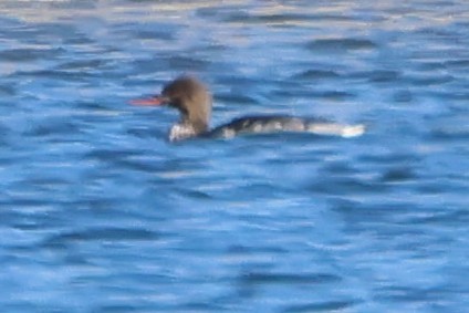 Red-breasted Merganser - ML646667050