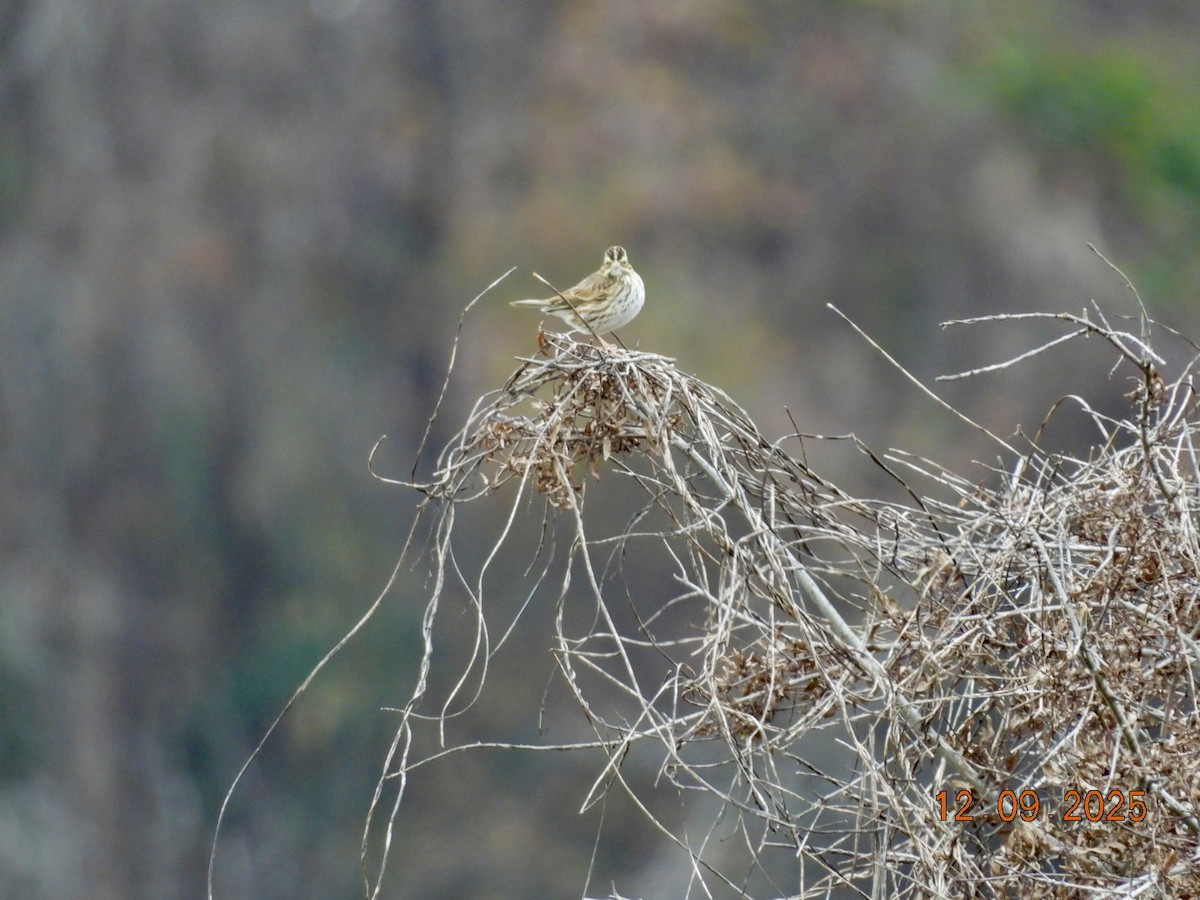 Savannah Sparrow - ML646667051
