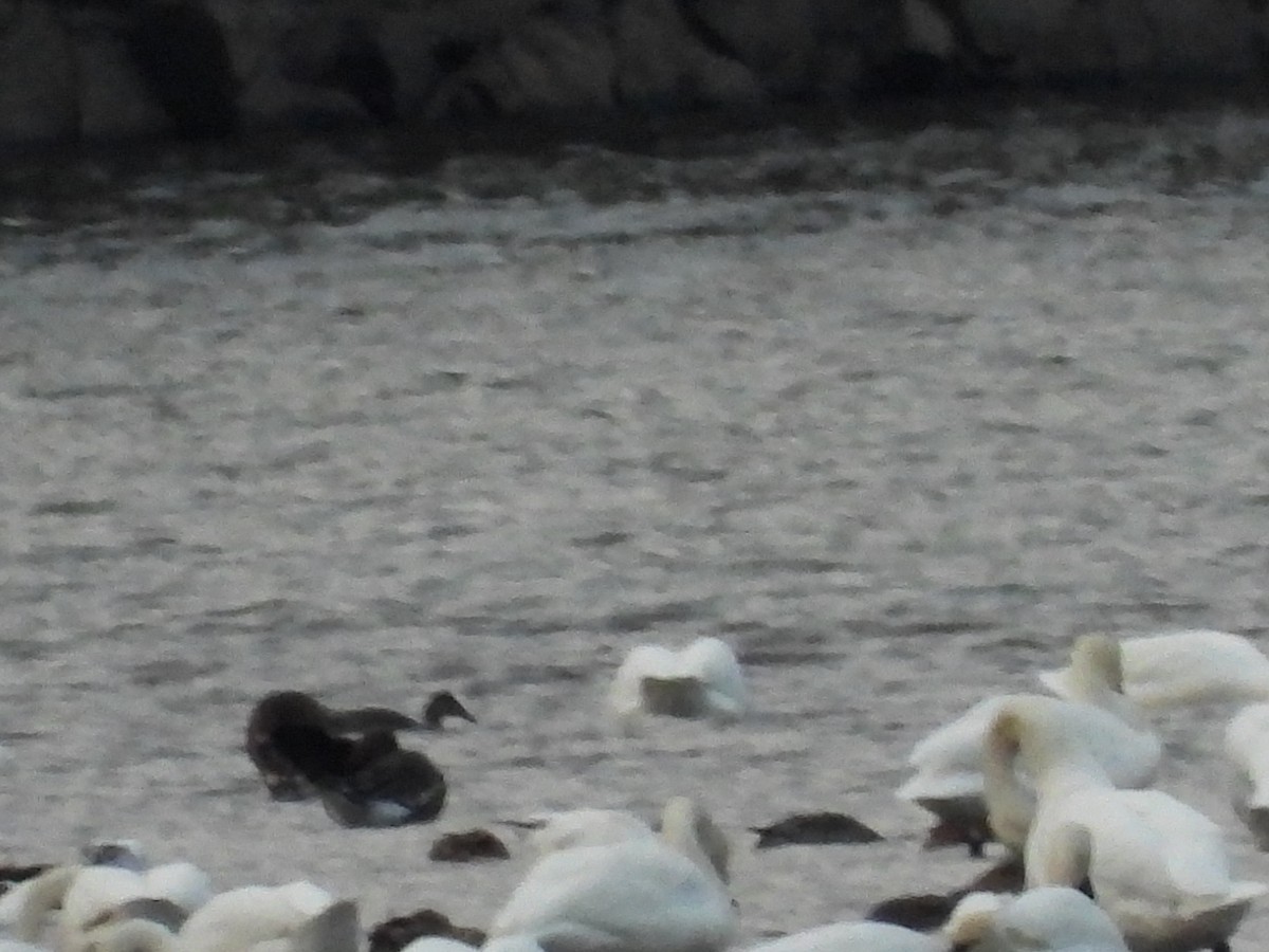 Greater White-fronted Goose - ML646667052