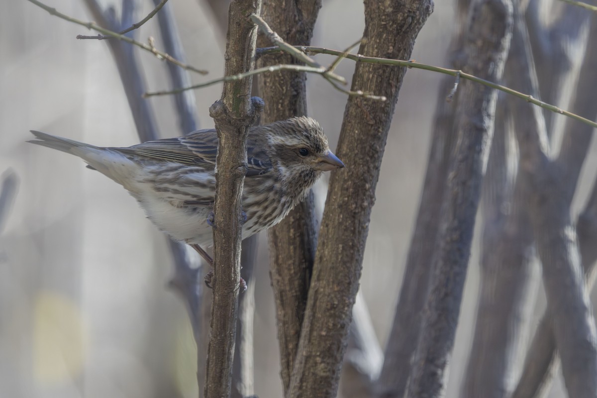 hýl nachový - ML646667053