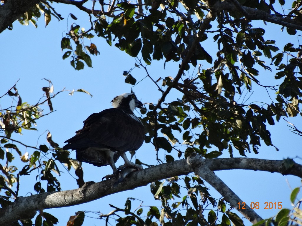 Osprey - ML646667054