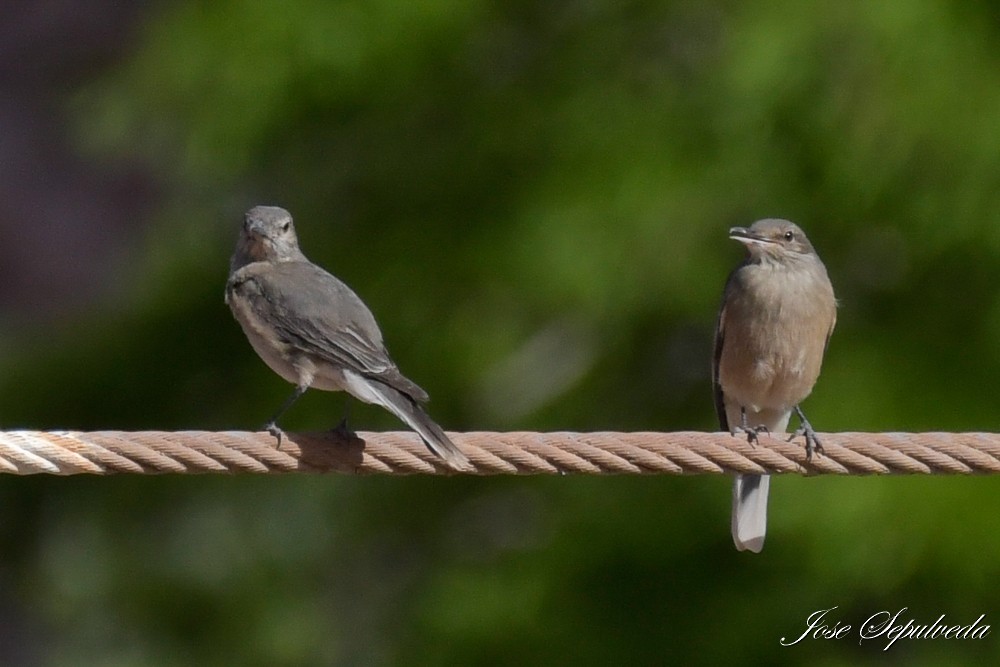 Black-billed Shrike-Tyrant - ML646667056