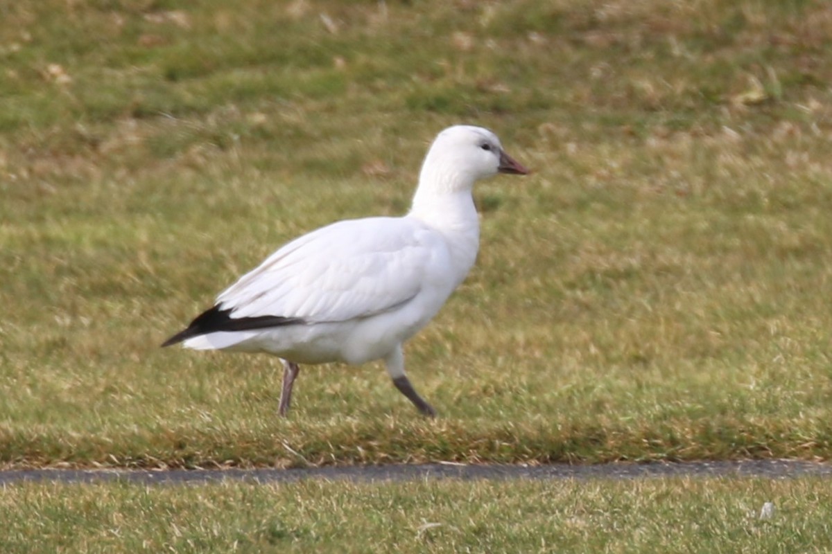 Ross's Goose - ML646667057