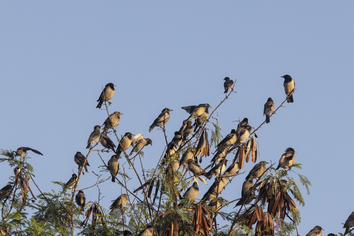 Rosy Starling - ML646667058
