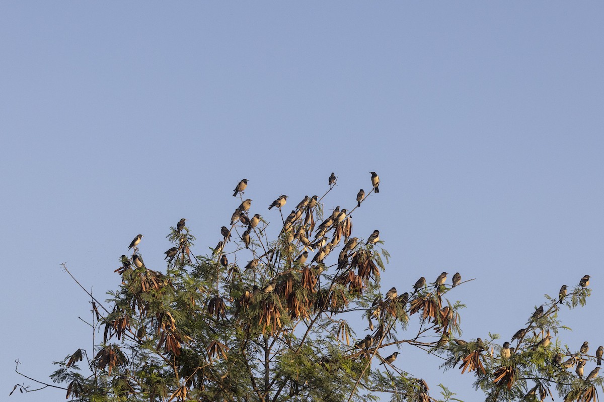 Rosy Starling - ML646667059