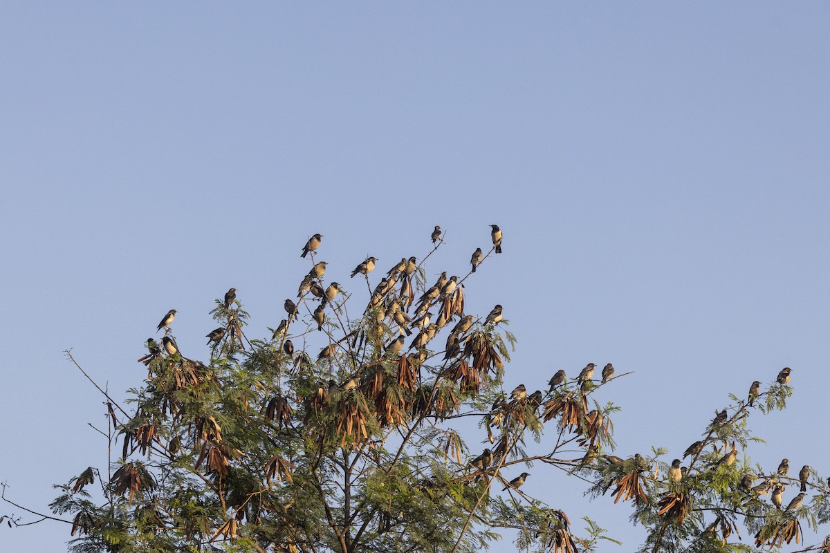 Rosy Starling - ML646667060