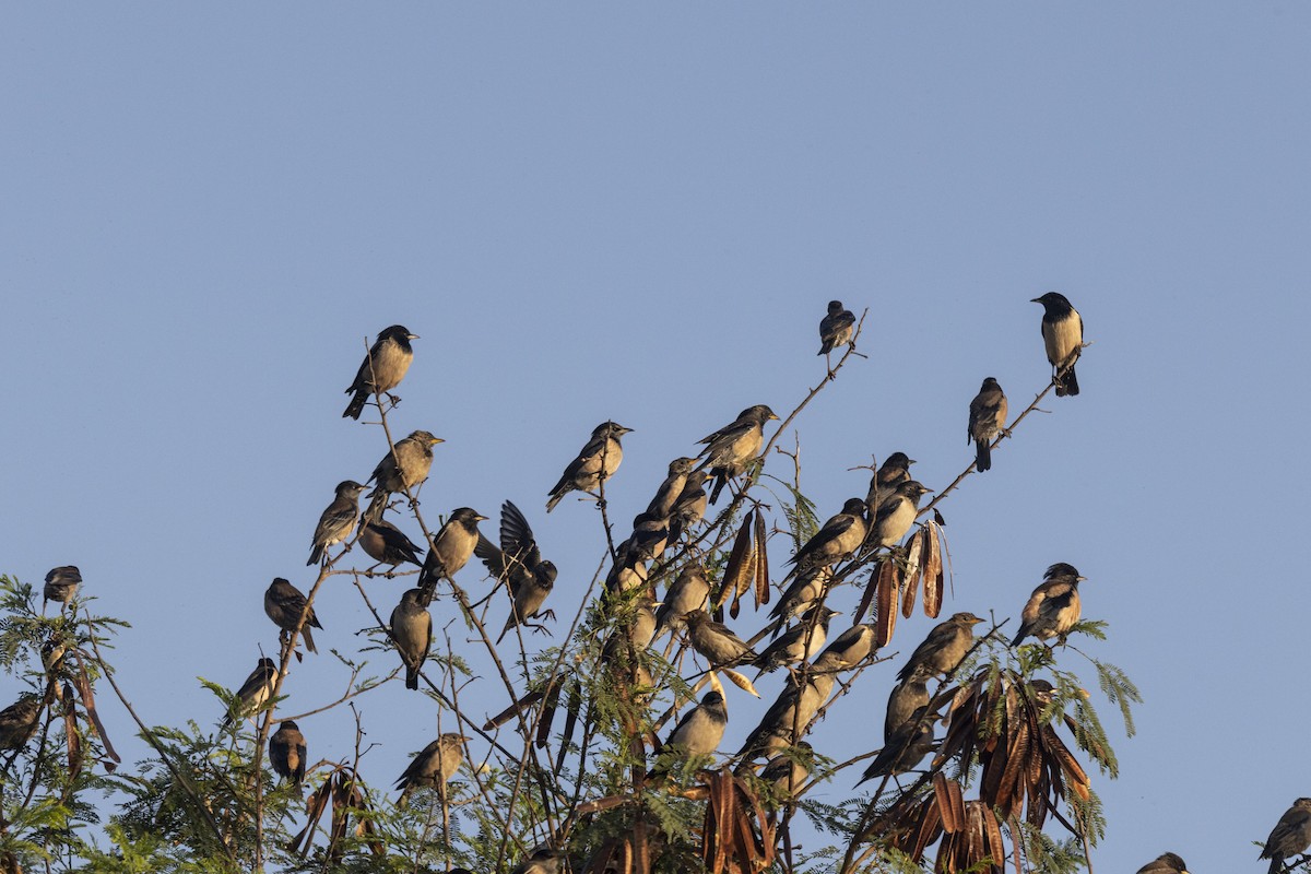 Rosy Starling - ML646667061