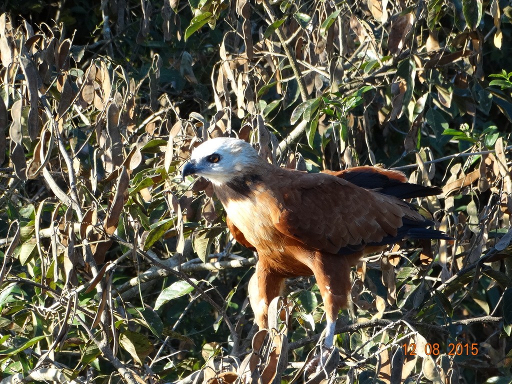 Black-collared Hawk - ML646667064