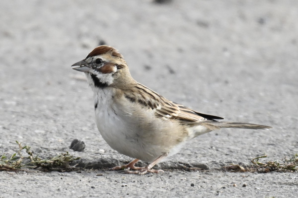 Rainammer - ML646667065