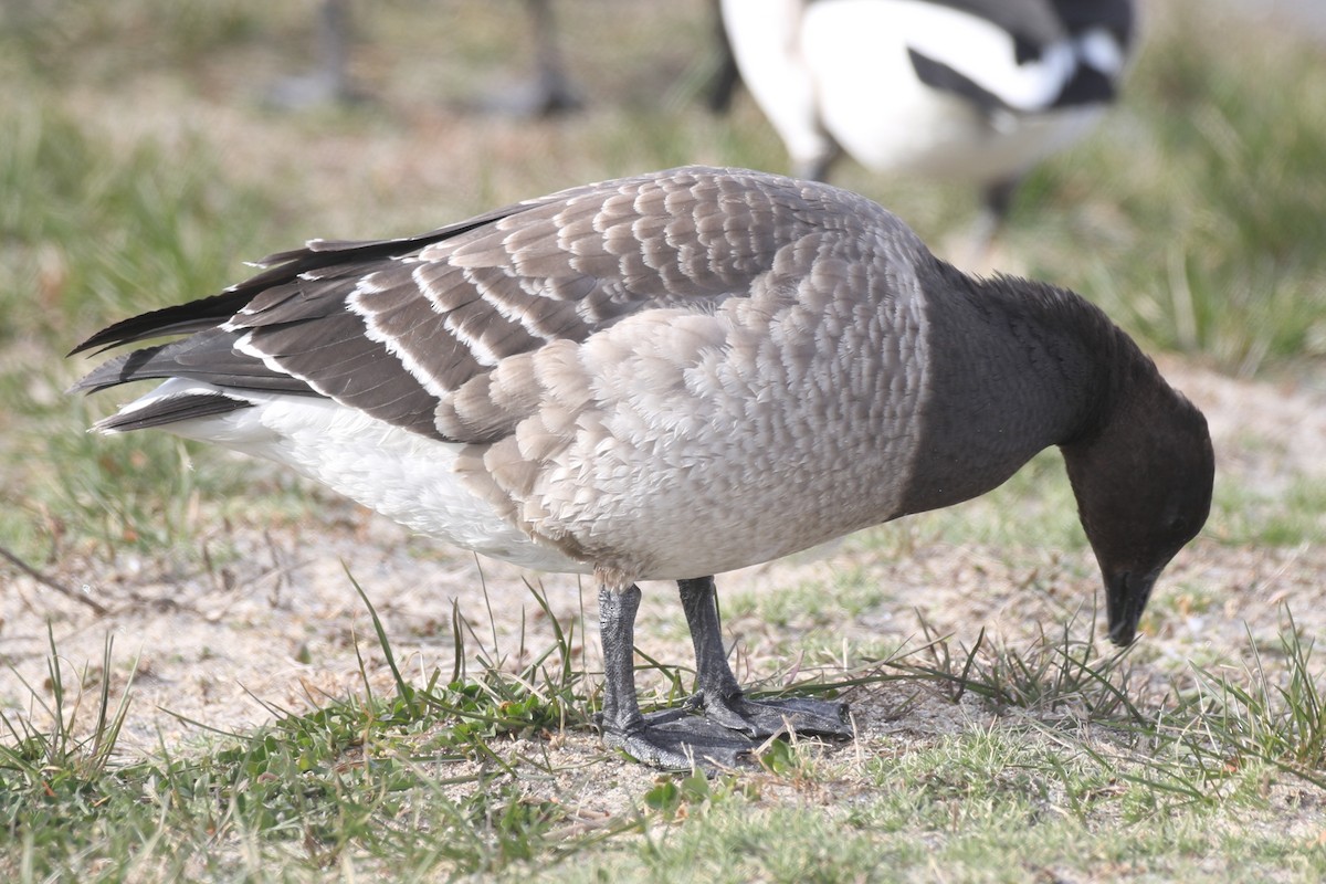 ringgås - ML646667068