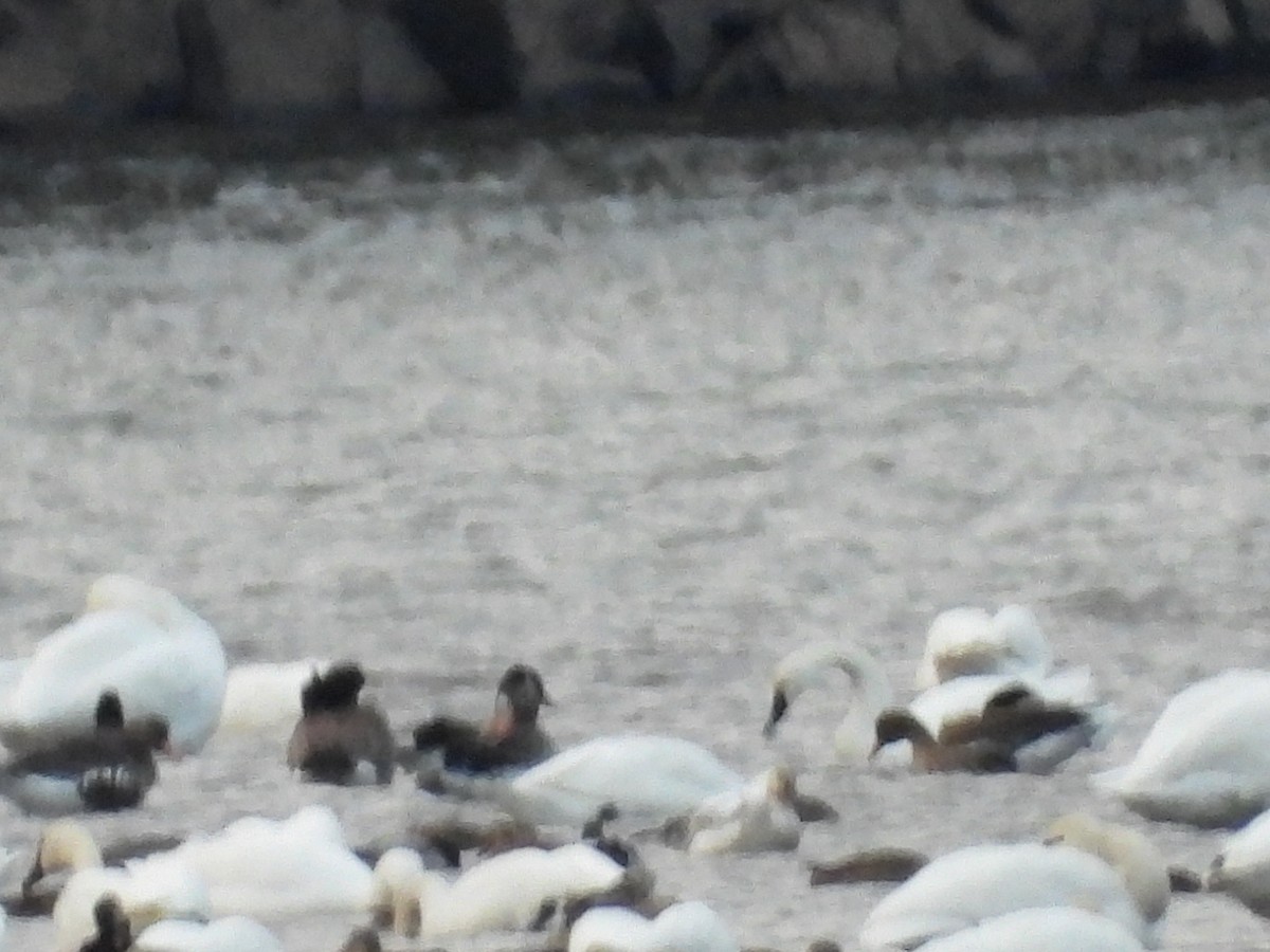 Greater White-fronted Goose - ML646667072