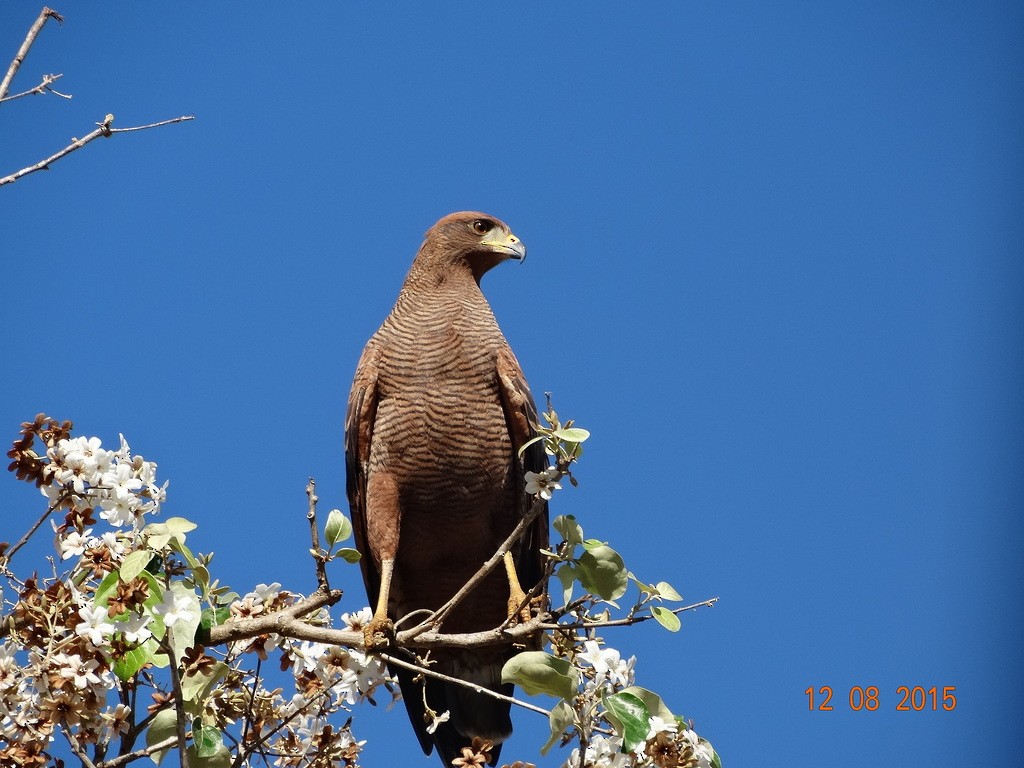 káně savanová - ML646667073