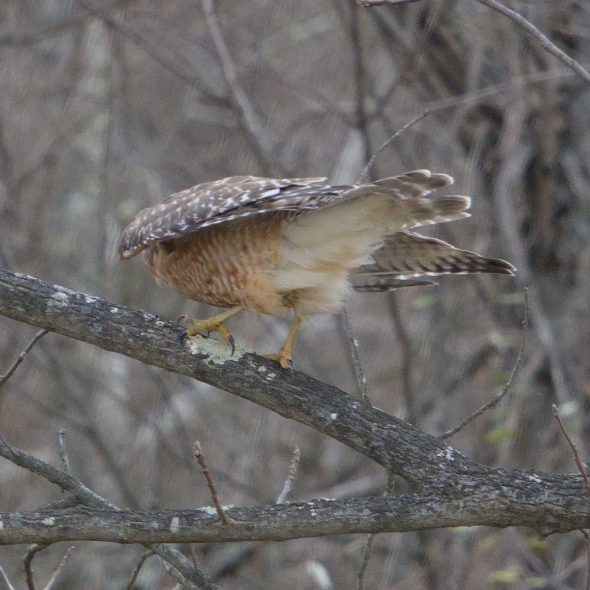 Red-shouldered Hawk - ML646667075