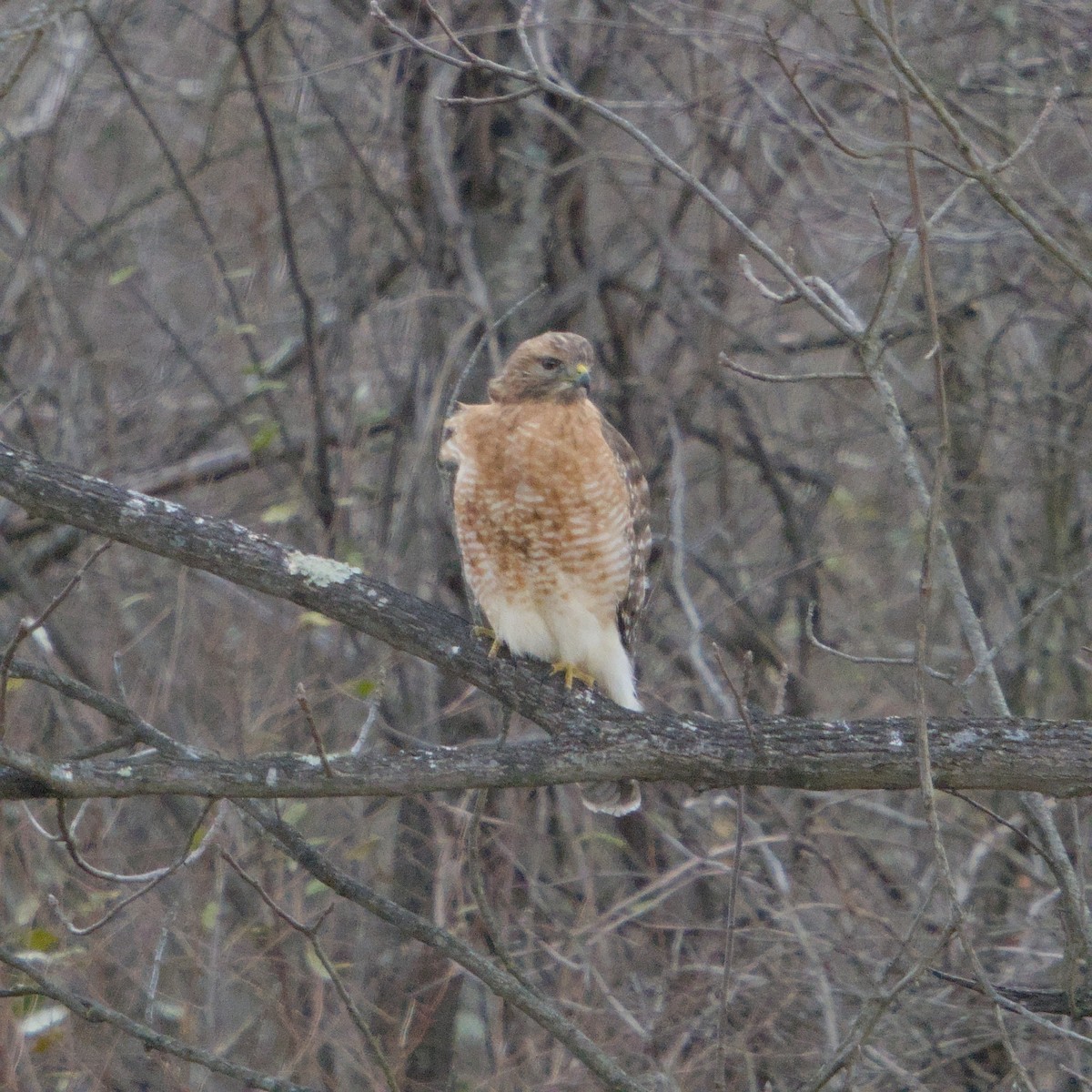 Red-shouldered Hawk - ML646667076