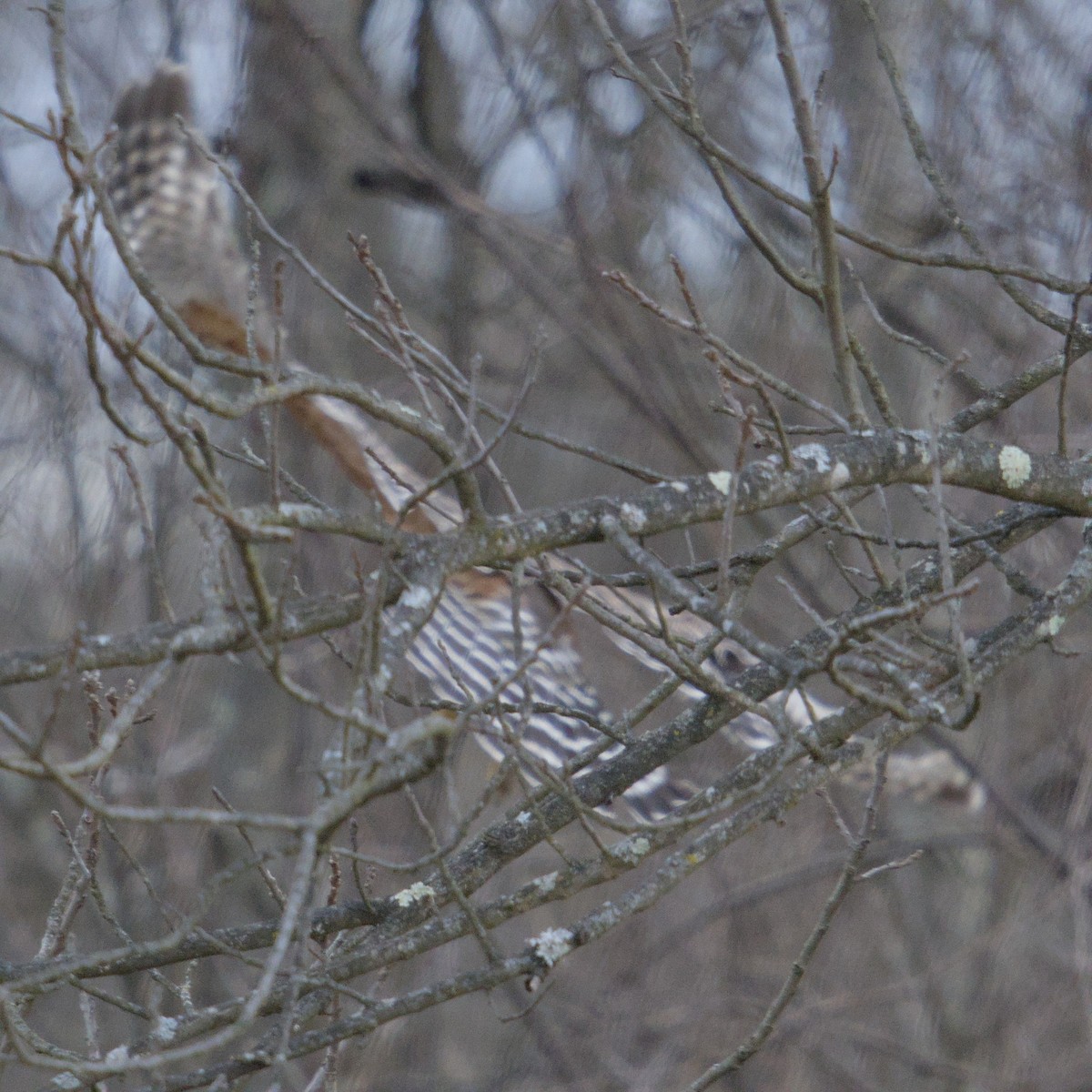 Red-shouldered Hawk - ML646667077