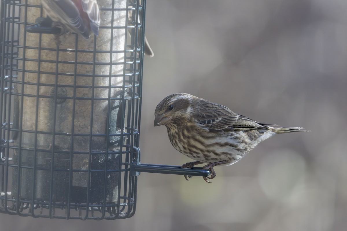 hýl nachový - ML646667078