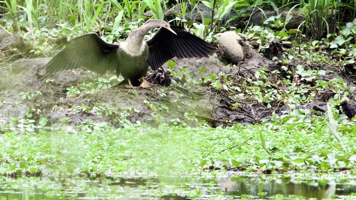 Anhinga - ML646667083