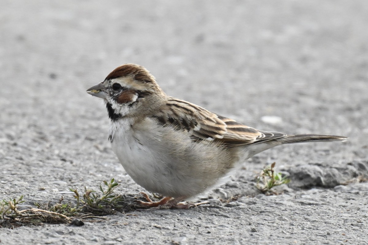 Rainammer - ML646667086