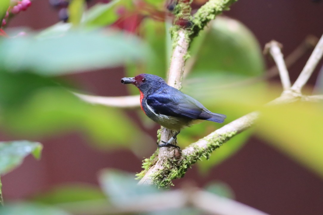 Black-sided Flowerpecker - ML646667087