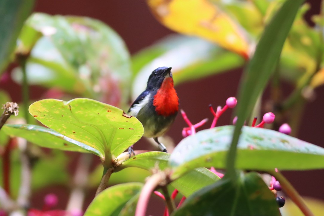 Black-sided Flowerpecker - ML646667088