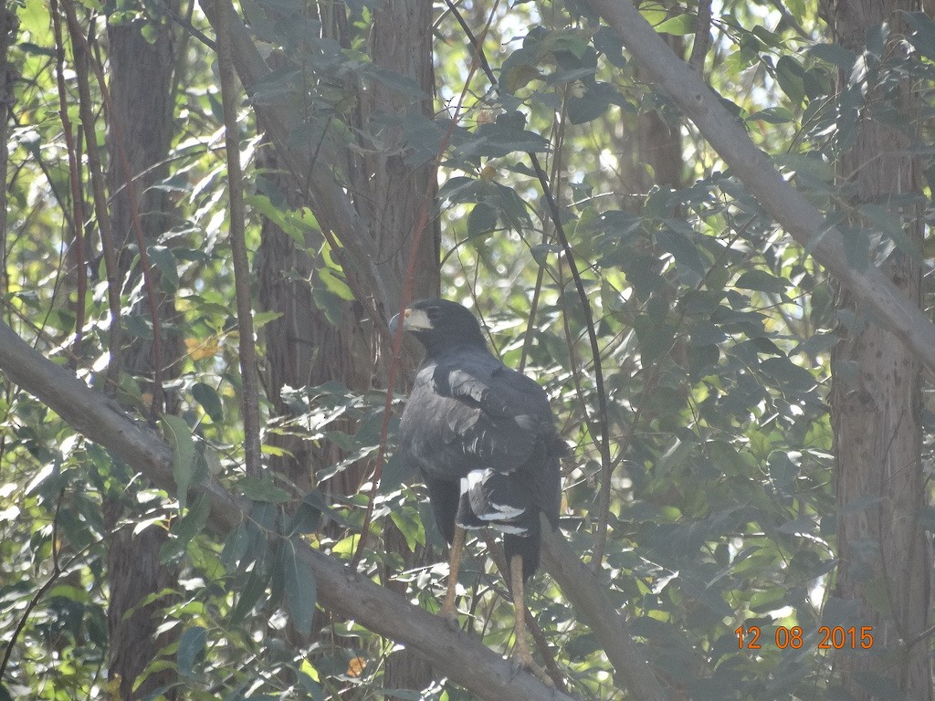 Great Black Hawk - ML646667089