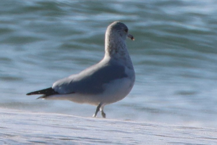 Ring-billed Gull - ML646667090