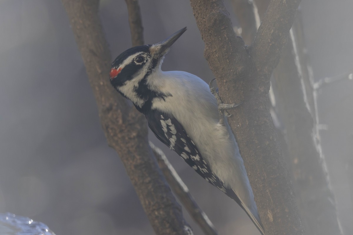 Hairy Woodpecker - ML646667091