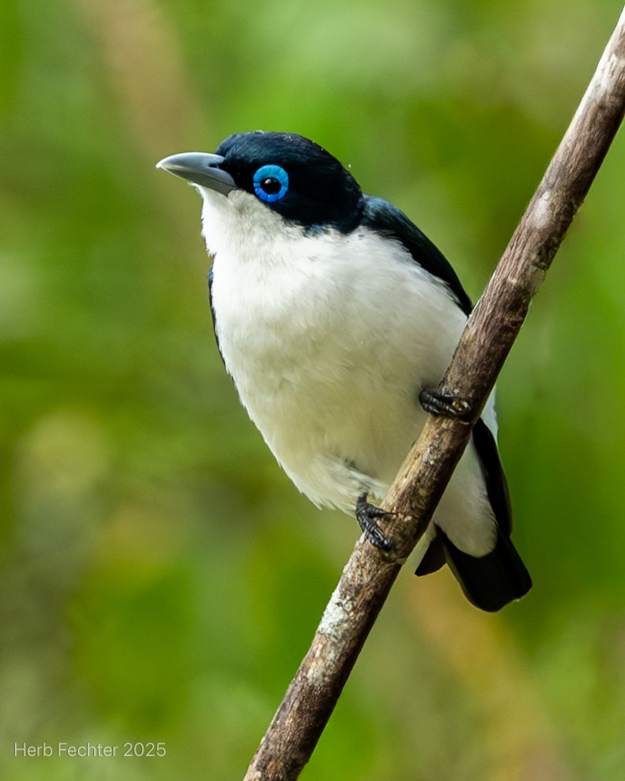 Vanga Chabert - ML646667097