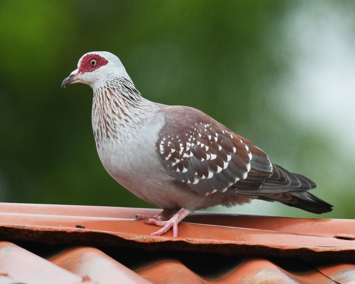Speckled Pigeon - ML646667098