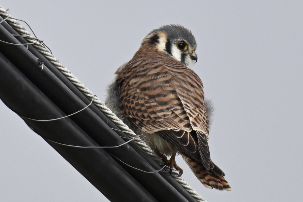 Buntfalke - ML646667105