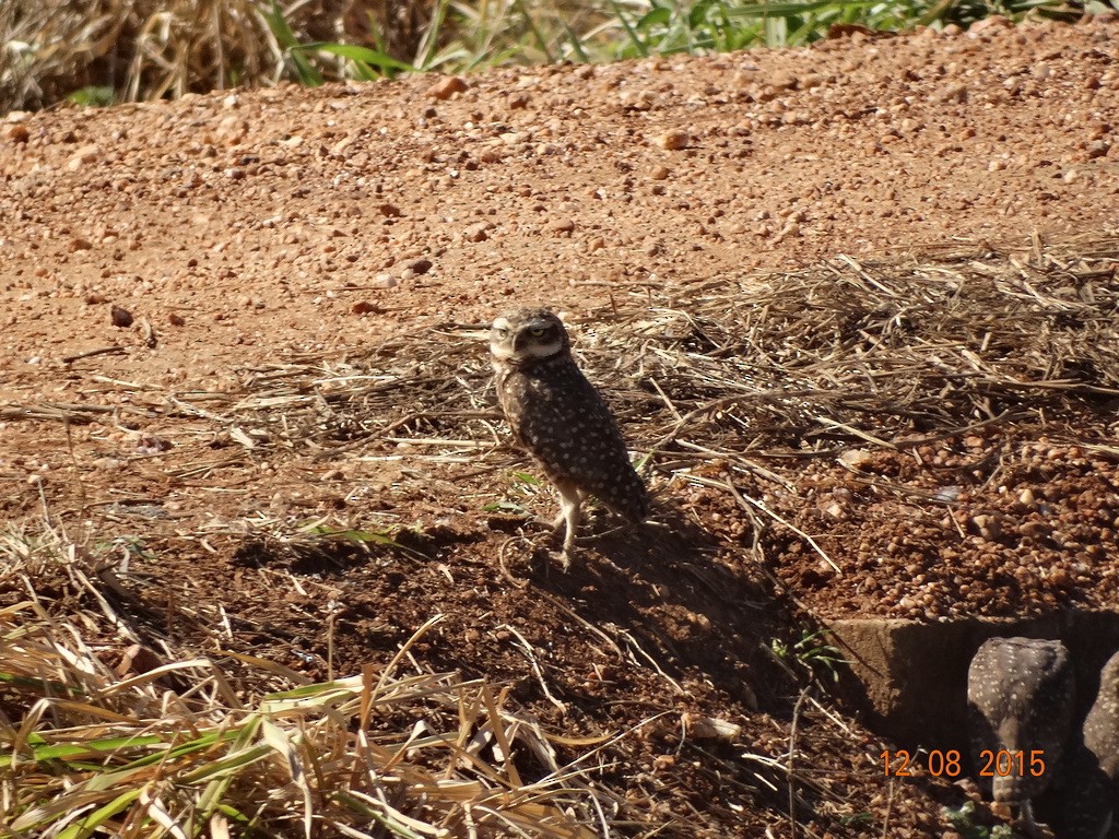 Burrowing Owl - ML646667107