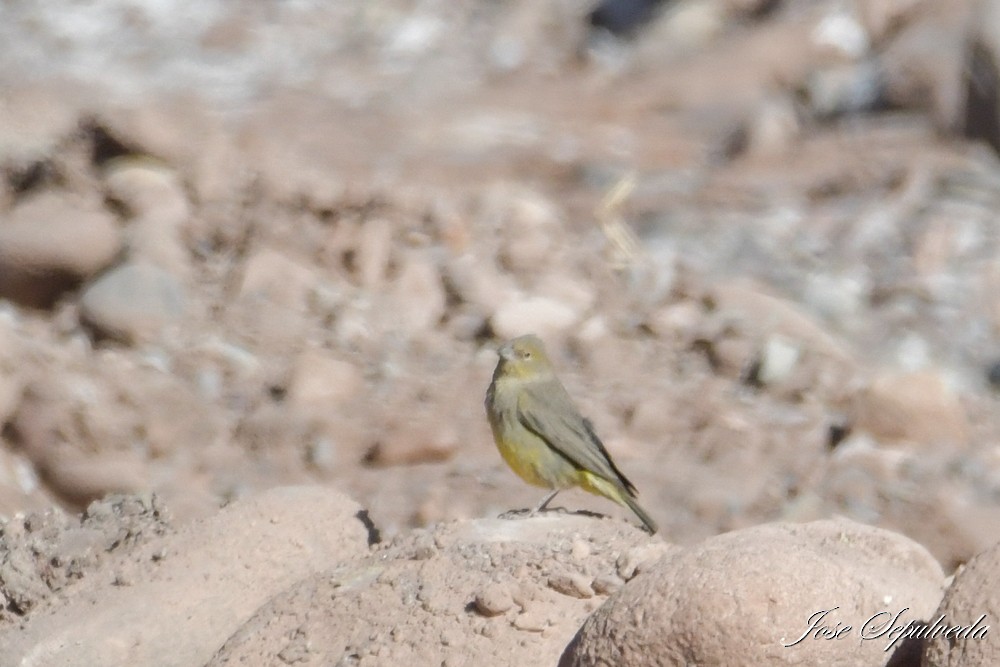 gusjespurv - ML646667111