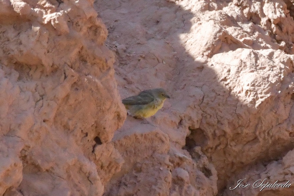 gusjespurv - ML646667113