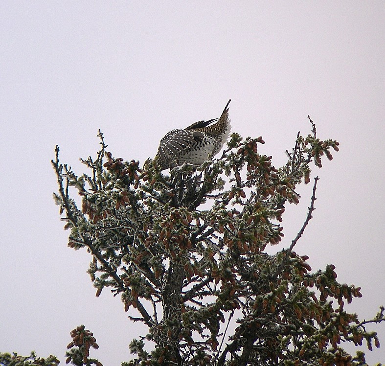 Sharp-tailed Grouse - ML646667115