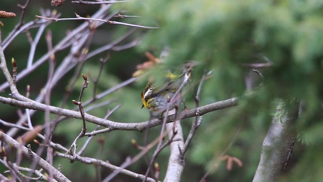 Reinita Atigrada - ML646667119